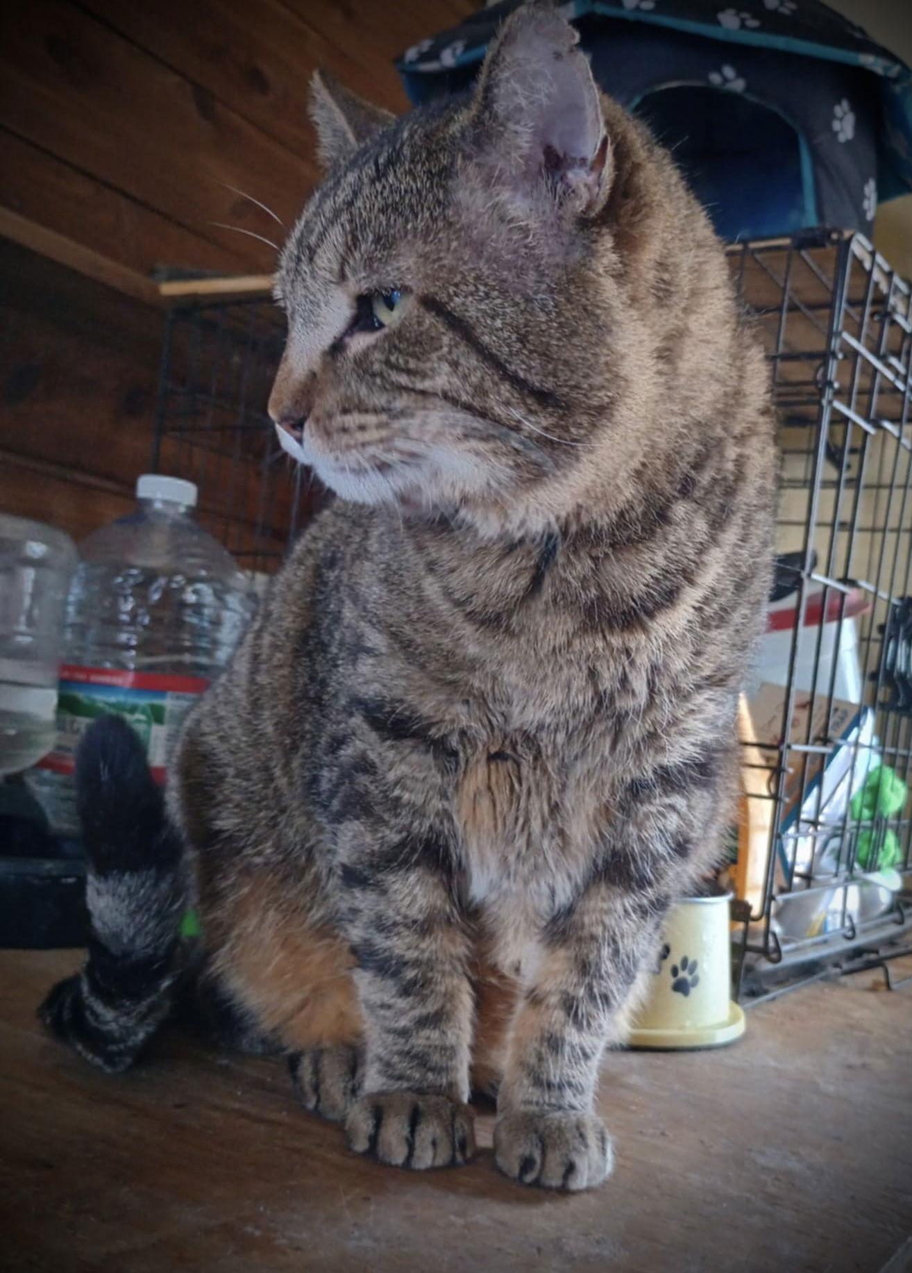 Enlarge Tab Hunter, a Adoptable Tabby in Piedmont, MO image 2/3