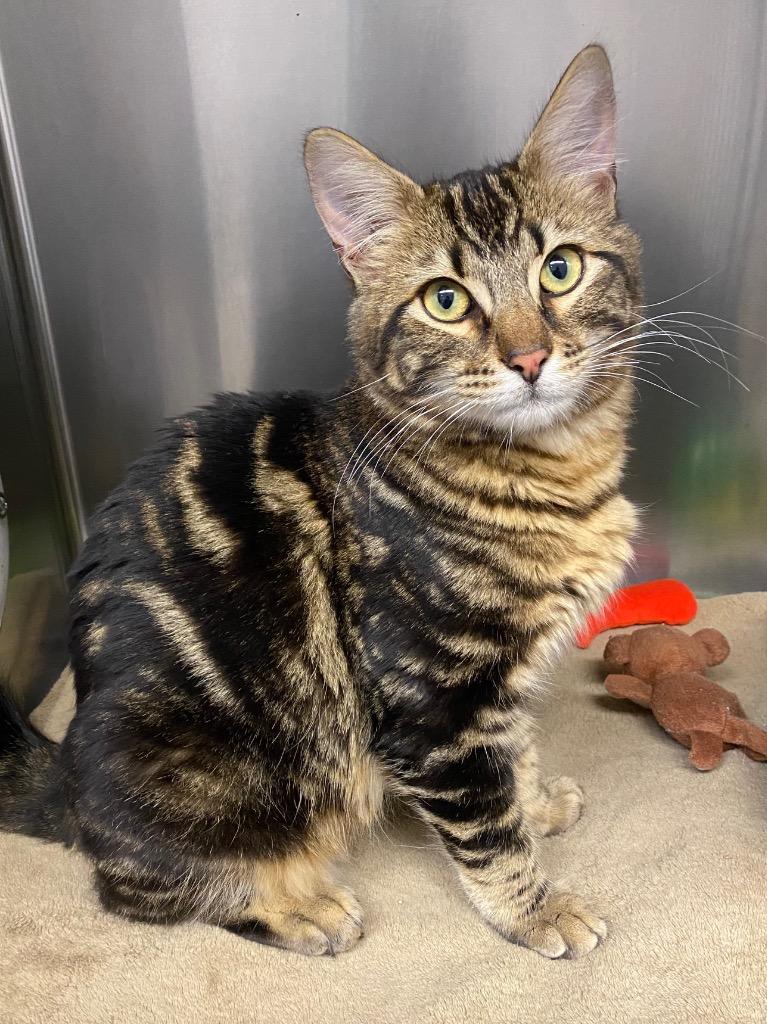 Boris, Adoptable, Kitten Male Domestic Short Hair.