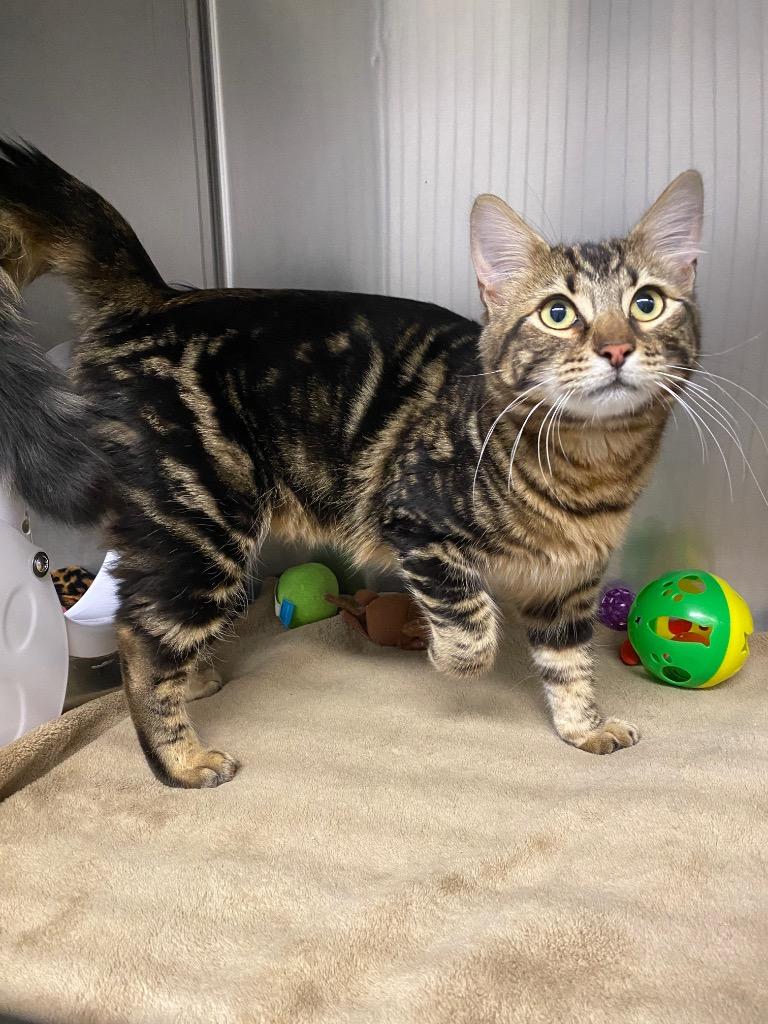 Enlarge Boris, a Adoptable mixed breed in Grants Pass, OR image 2/4