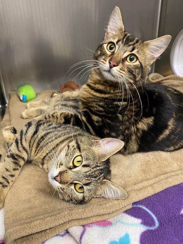 Enlarge Boris, a Adoptable mixed breed in Grants Pass, OR image 3/4