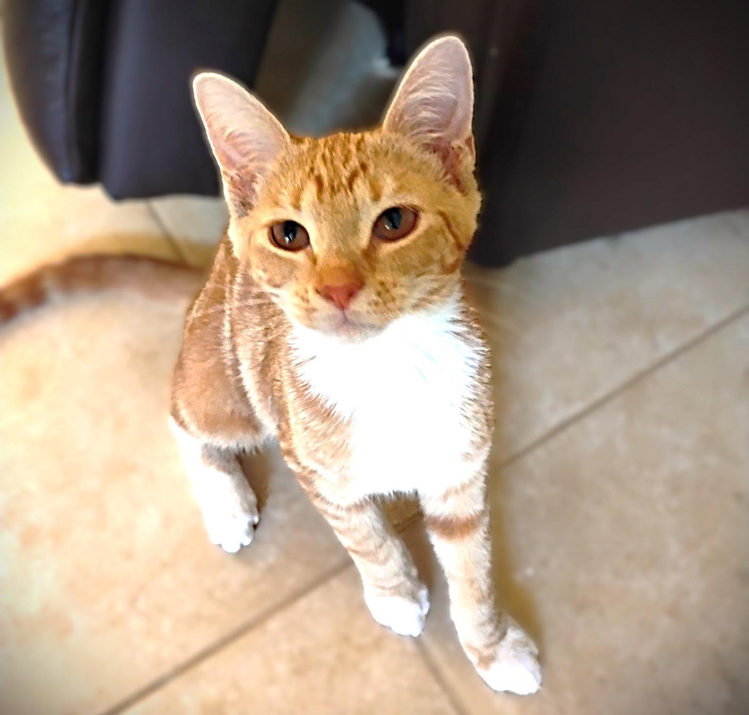 Cassidy, Adopted, Kitten Female Tabby.