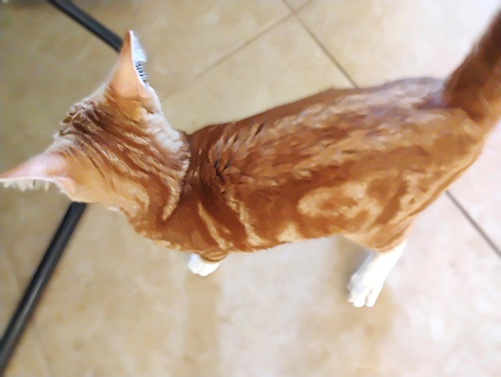 Cassidy, a Adopted Tabby in Fort Myers, FL image 2/2