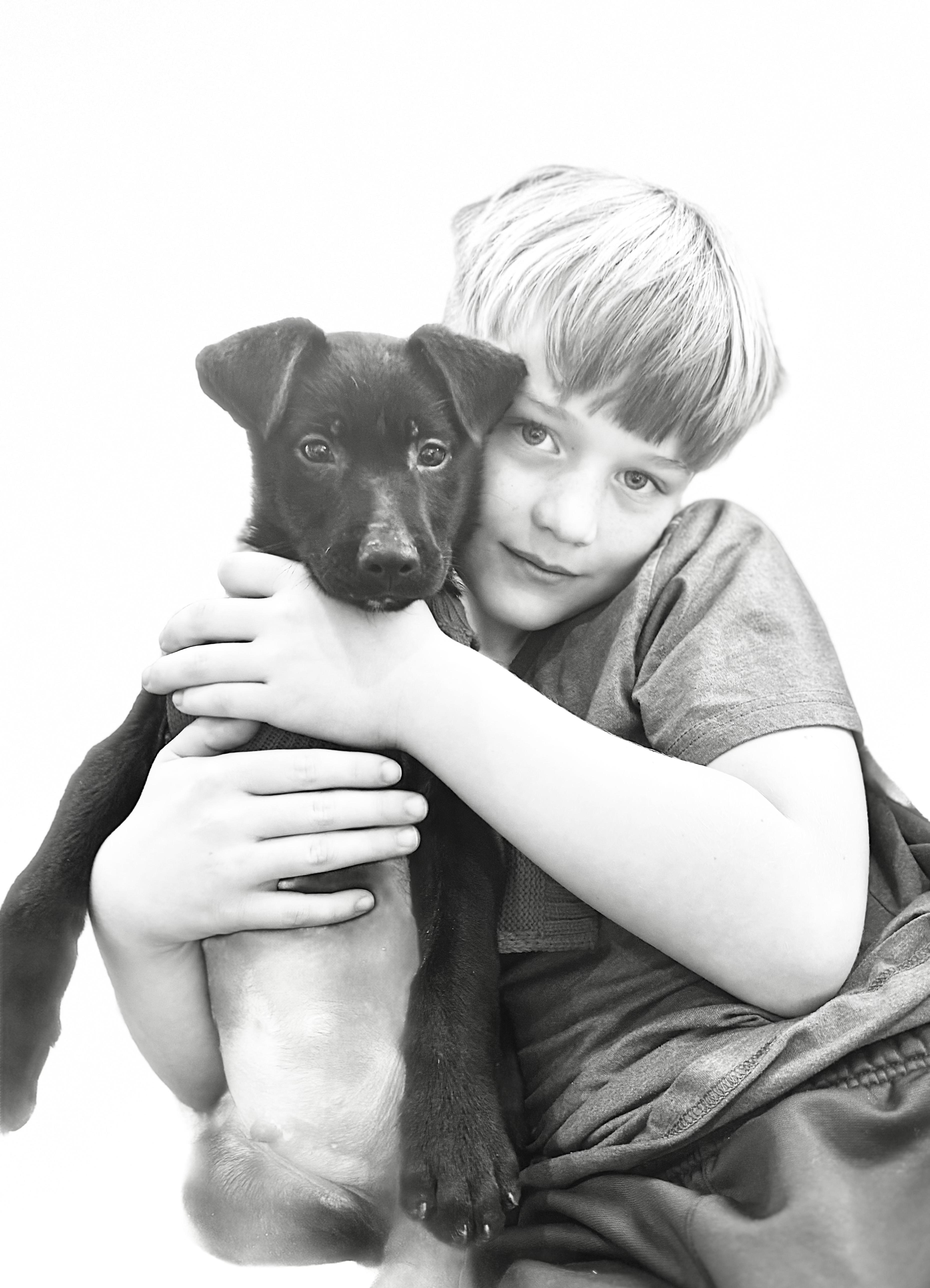 Eddie , ADOPTABLE, Young Male Black Labrador Retriever.