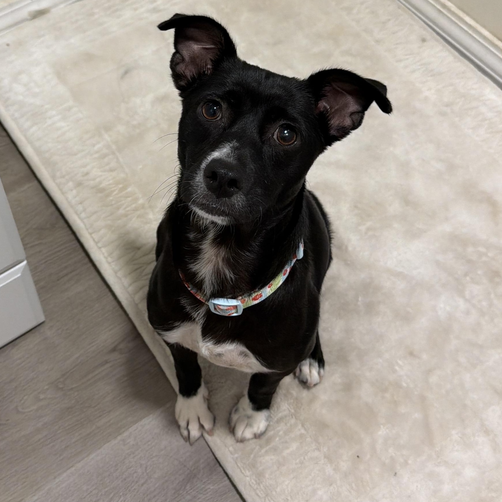 Enlarge Sydney, a Adoptable mixed breed in San Diego, CA image 2/2