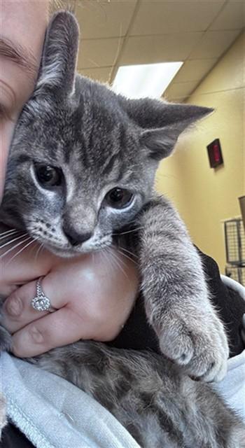 Enlarge PURDY, a Adoptable Domestic Short Hair in Fort Myers, FL image 1/1