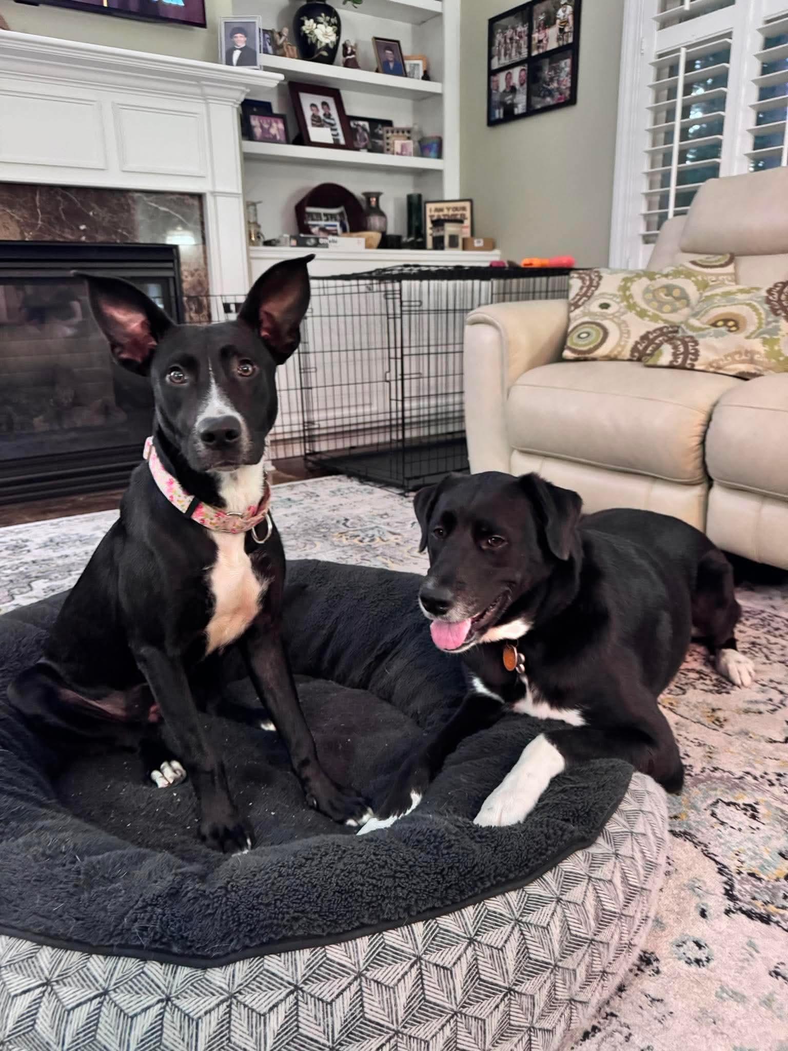 Millie, a ADOPTABLE mixed breed in Wando, SC image 5/6