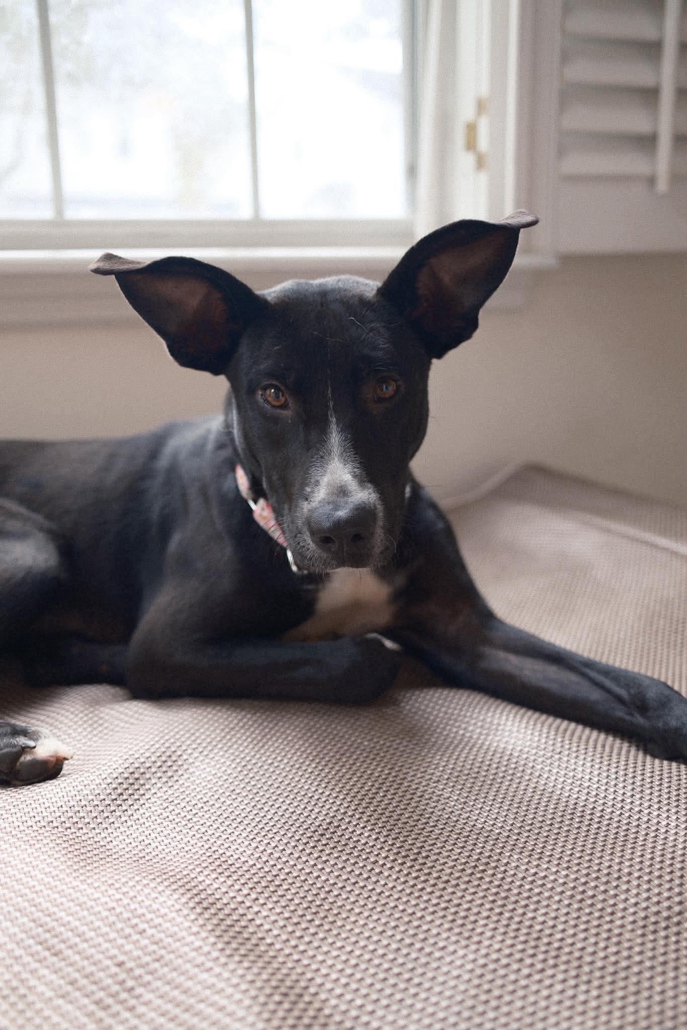 Millie, a ADOPTABLE mixed breed in Wando, SC image 1/6