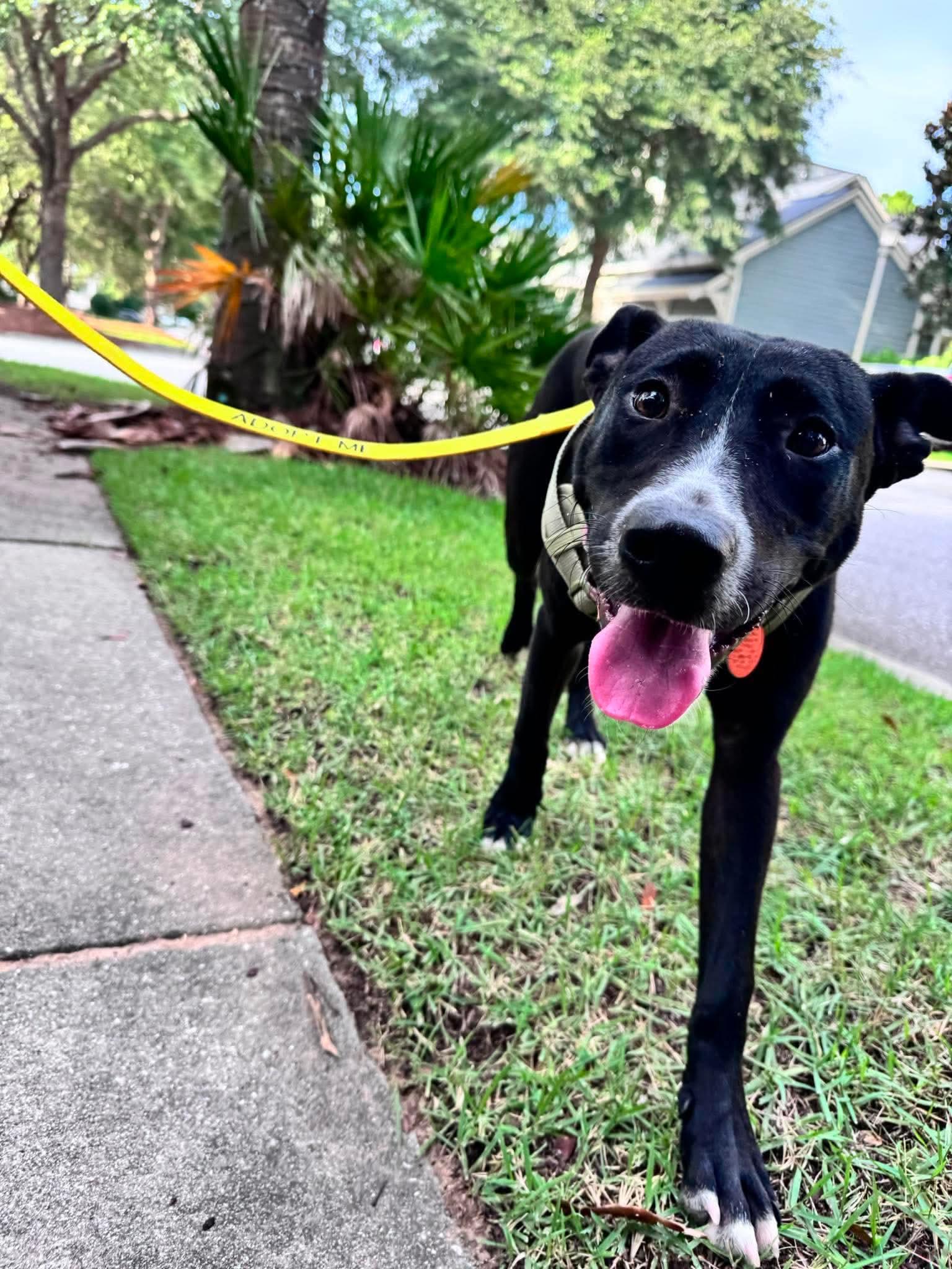 Millie, a ADOPTABLE mixed breed in Wando, SC image 6/6