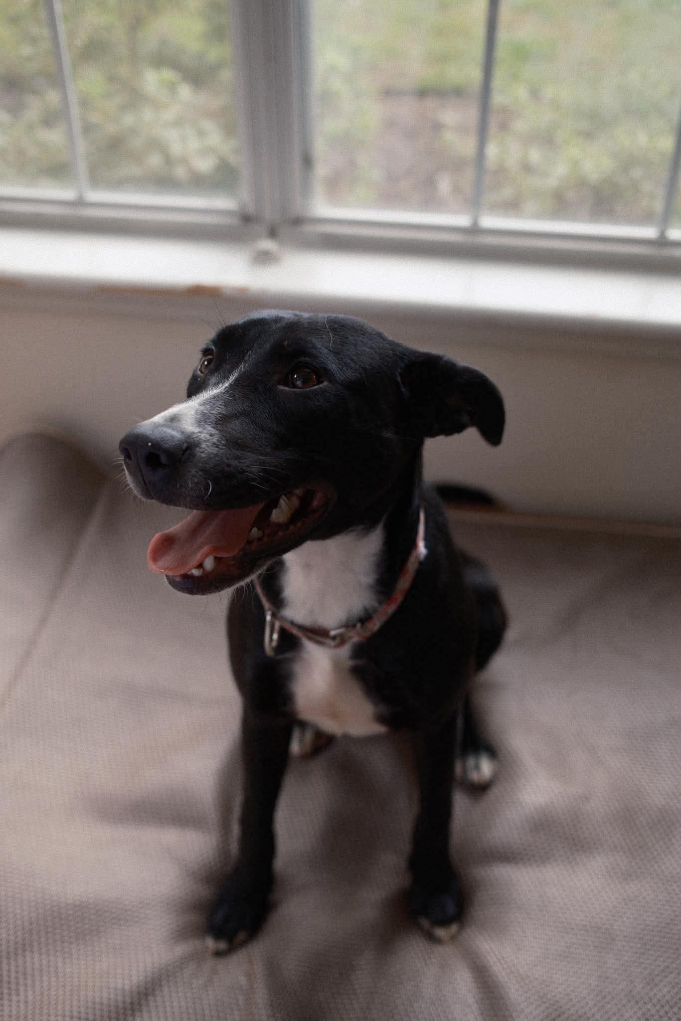 Millie, a ADOPTABLE mixed breed in Wando, SC image 2/6
