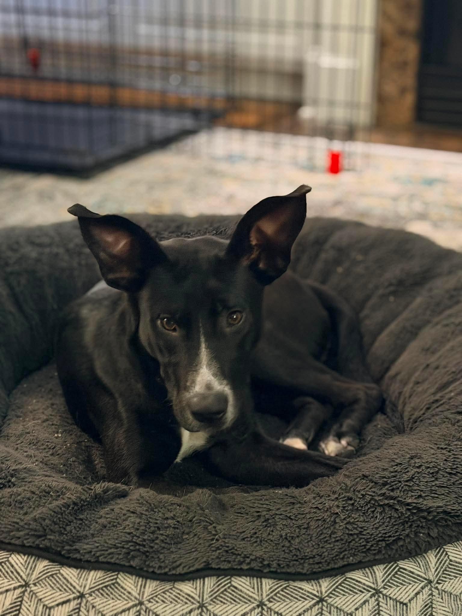 Millie, a ADOPTABLE mixed breed in Wando, SC image 4/6