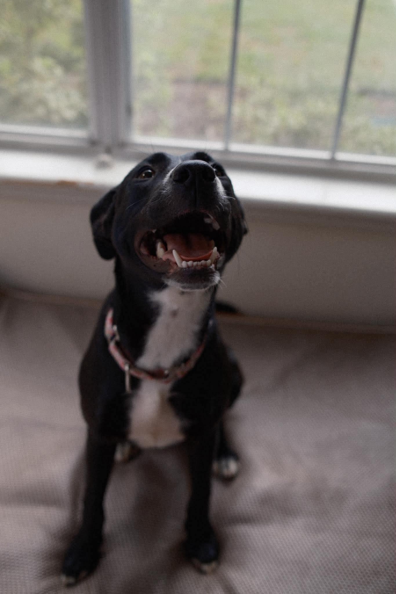 Millie, a ADOPTABLE mixed breed in Wando, SC image 3/6