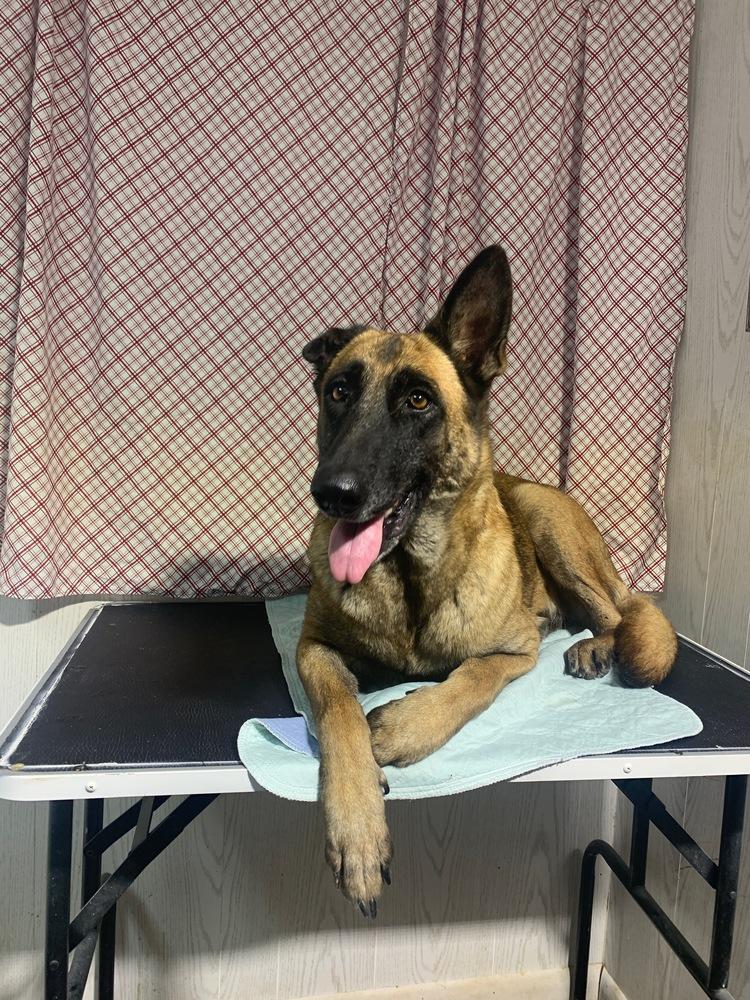 Cinnamon, Adoptable, Senior Female Belgian Shepherd / Malinois.