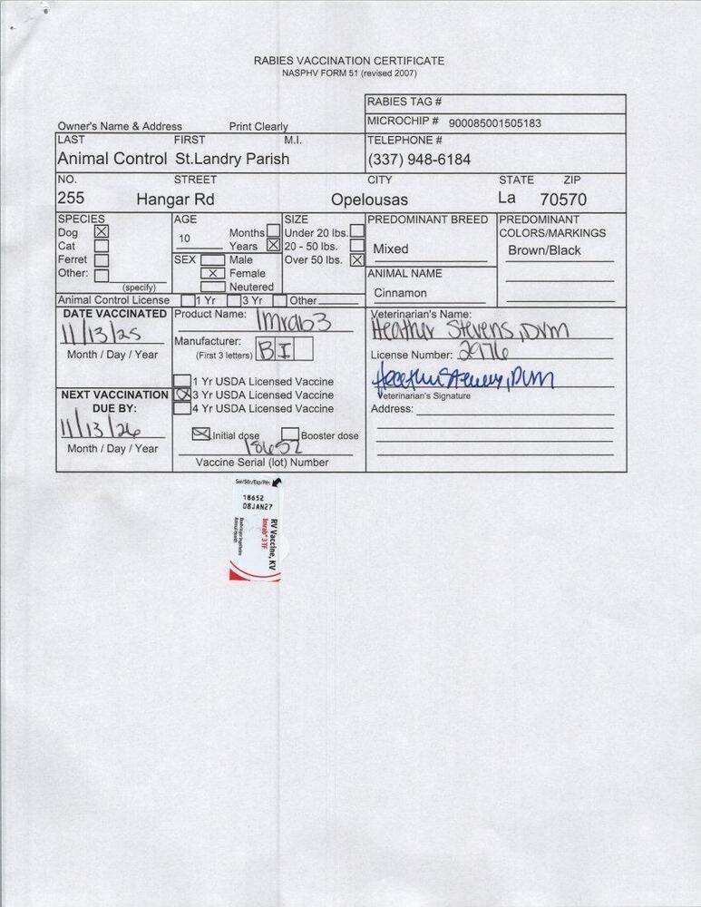 Enlarge Cinnamon, a Adoptable mixed breed in Opelousas, LA image 2/2