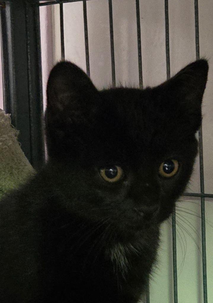 Mole`, Adoptable, Kitten Male Domestic Short Hair.
