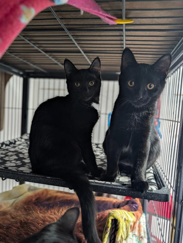 Enlarge Mole` (bonded with Tajin), a Adoptable mixed breed in Shelton, WA image 3/3