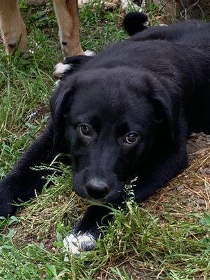 Madison, a Adopted mixed breed in Norfolk, MA image 1/15