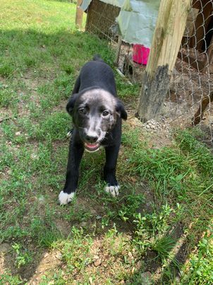 Madison, a Adopted mixed breed in Norfolk, MA image 2/15