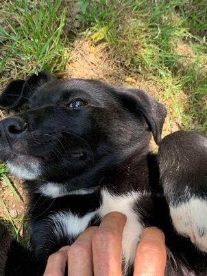 Madison, a Adopted mixed breed in Norfolk, MA image 3/15