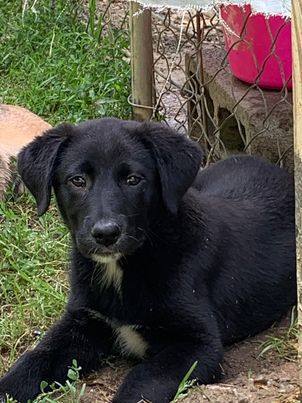 Madison, a Adopted mixed breed in Norfolk, MA image 4/15