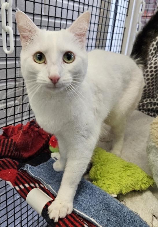 Enlarge Piper + Penelope , a ADOPTABLE Domestic Short Hair in Frederick, MD image 1/4