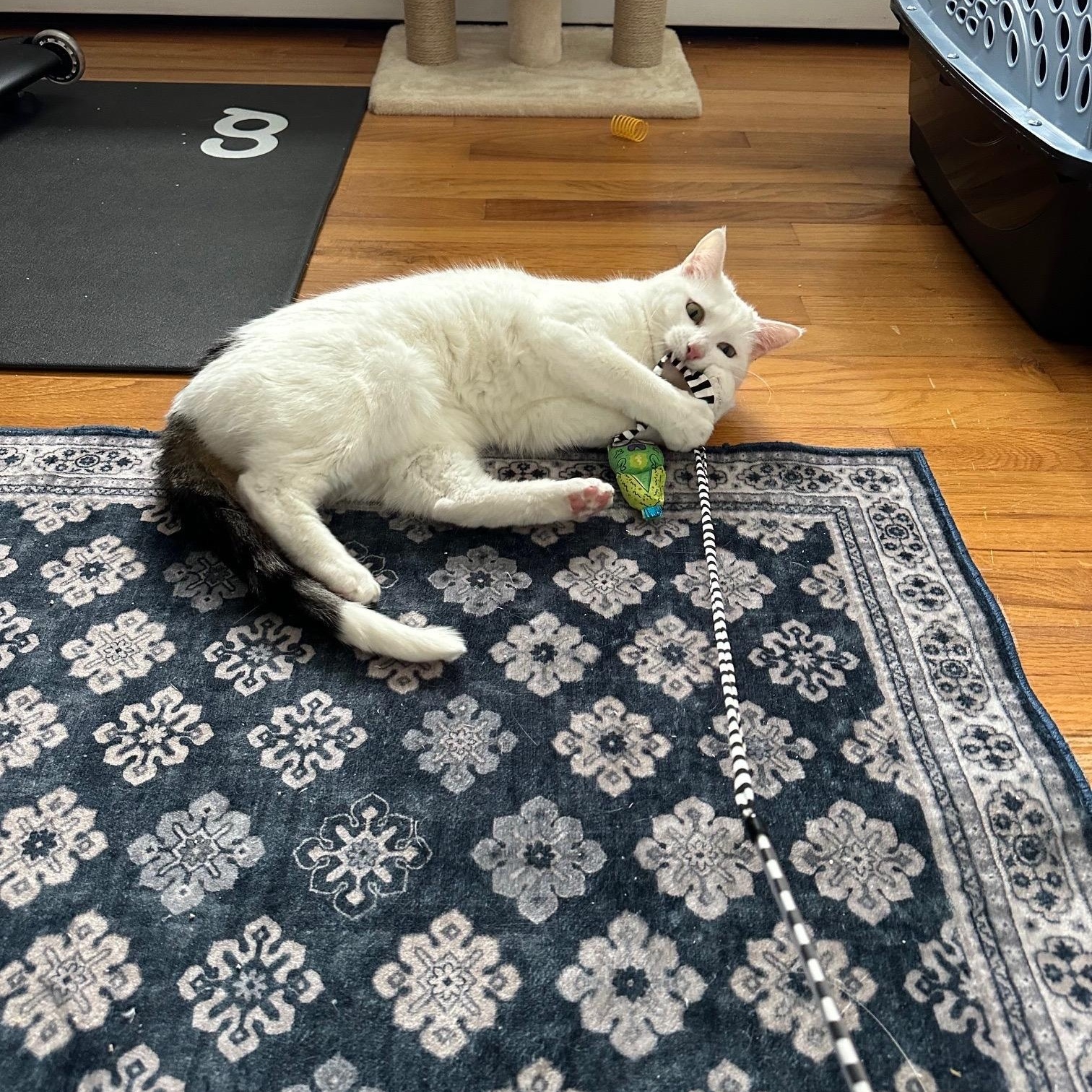 Enlarge Piper + Penelope , a ADOPTABLE Domestic Short Hair in Frederick, MD image 2/4