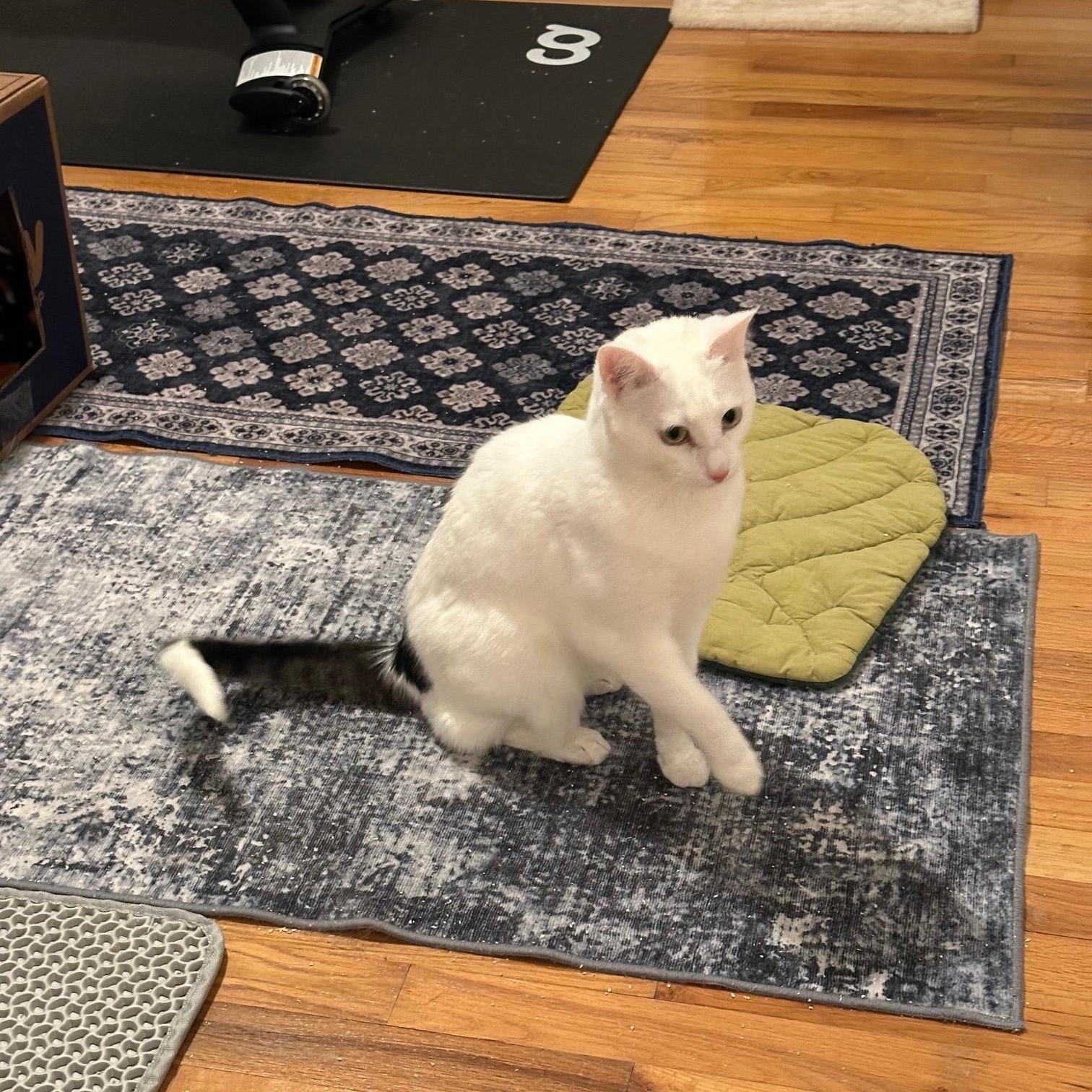 Enlarge Piper + Penelope , a ADOPTABLE Domestic Short Hair in Frederick, MD image 3/4