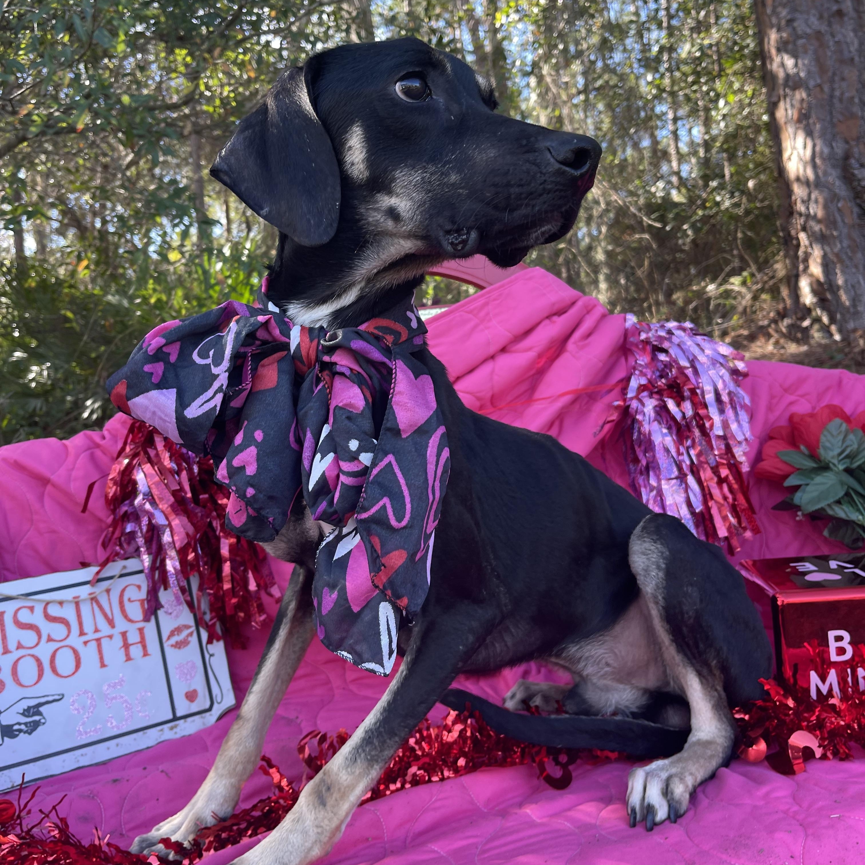 G.I Joe, a ADOPTABLE Black and Tan Coonhound in Sebring, FL image 4/5