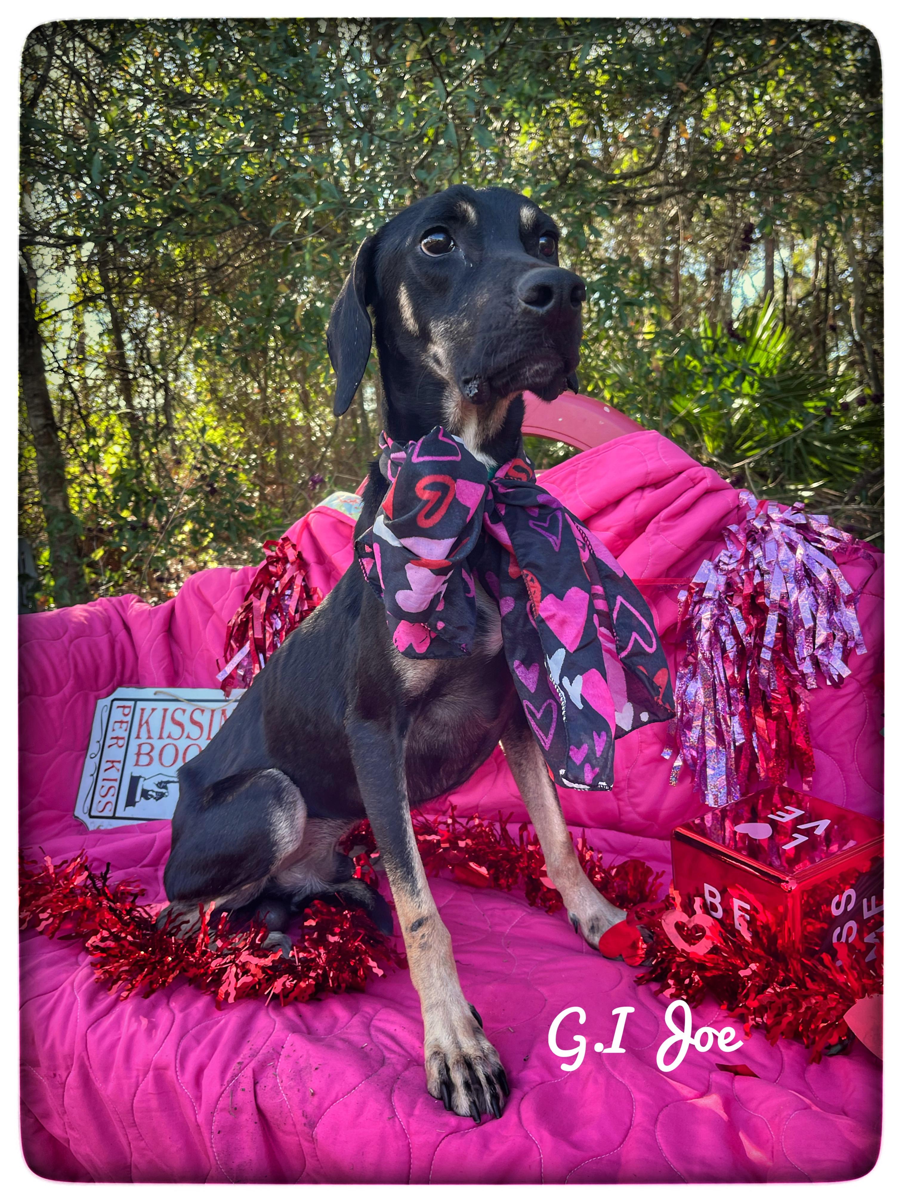G.I Joe, ADOPTABLE, Adult Male Black and Tan Coonhound.