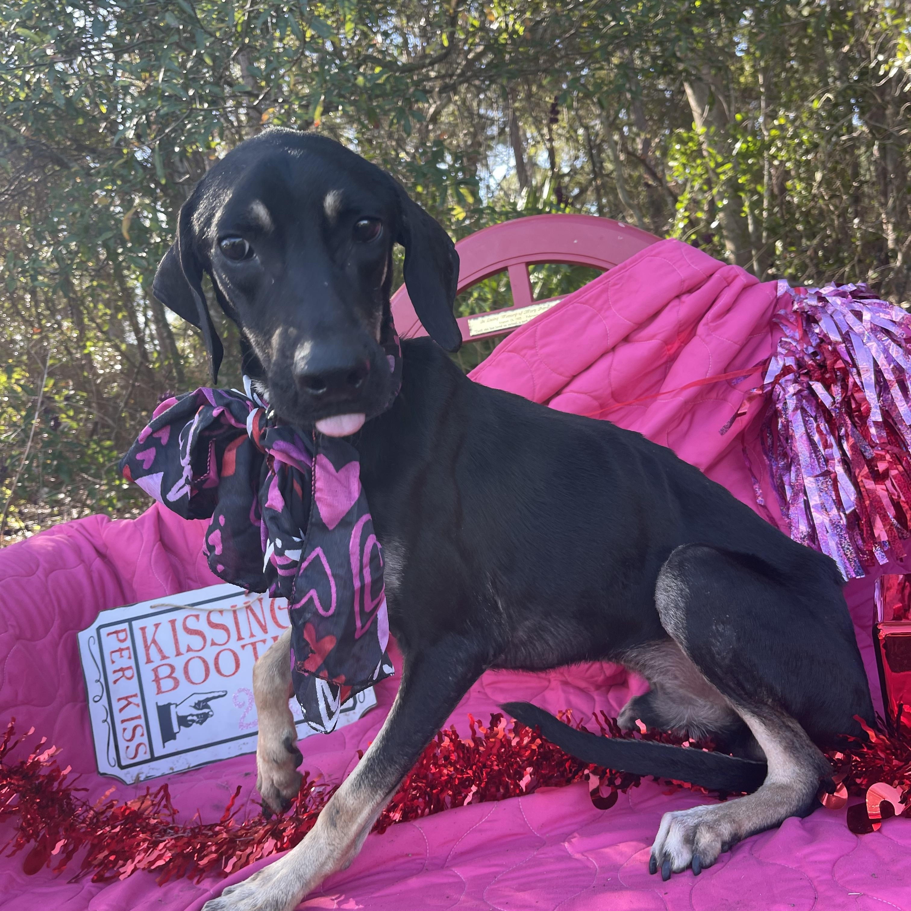 G.I Joe, a ADOPTABLE Black and Tan Coonhound in Sebring, FL image 5/5