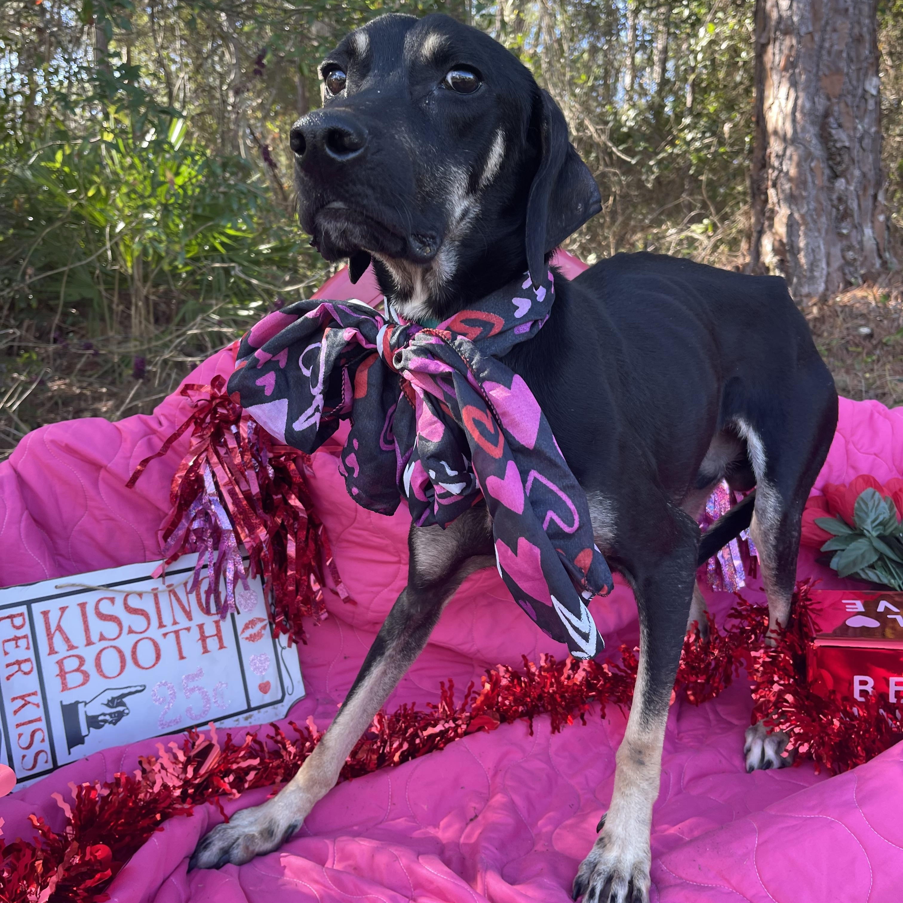 G.I Joe, a ADOPTABLE Black and Tan Coonhound in Sebring, FL image 3/5