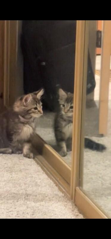 Enlarge Karino, a Adoptable Domestic Medium Hair in Kennewick, WA image 1/6