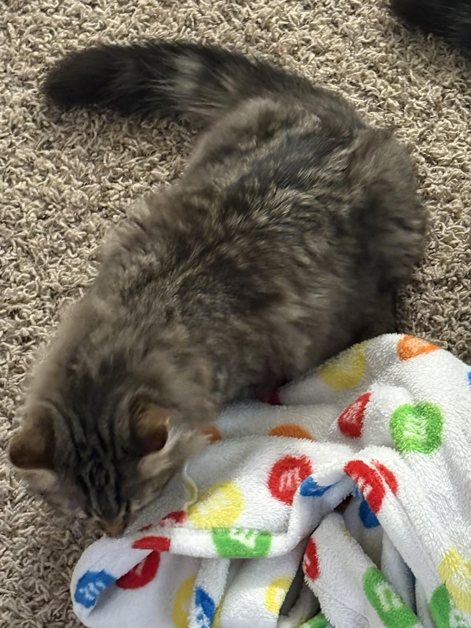 Karino, Adoptable, Young Male Domestic Medium Hair.