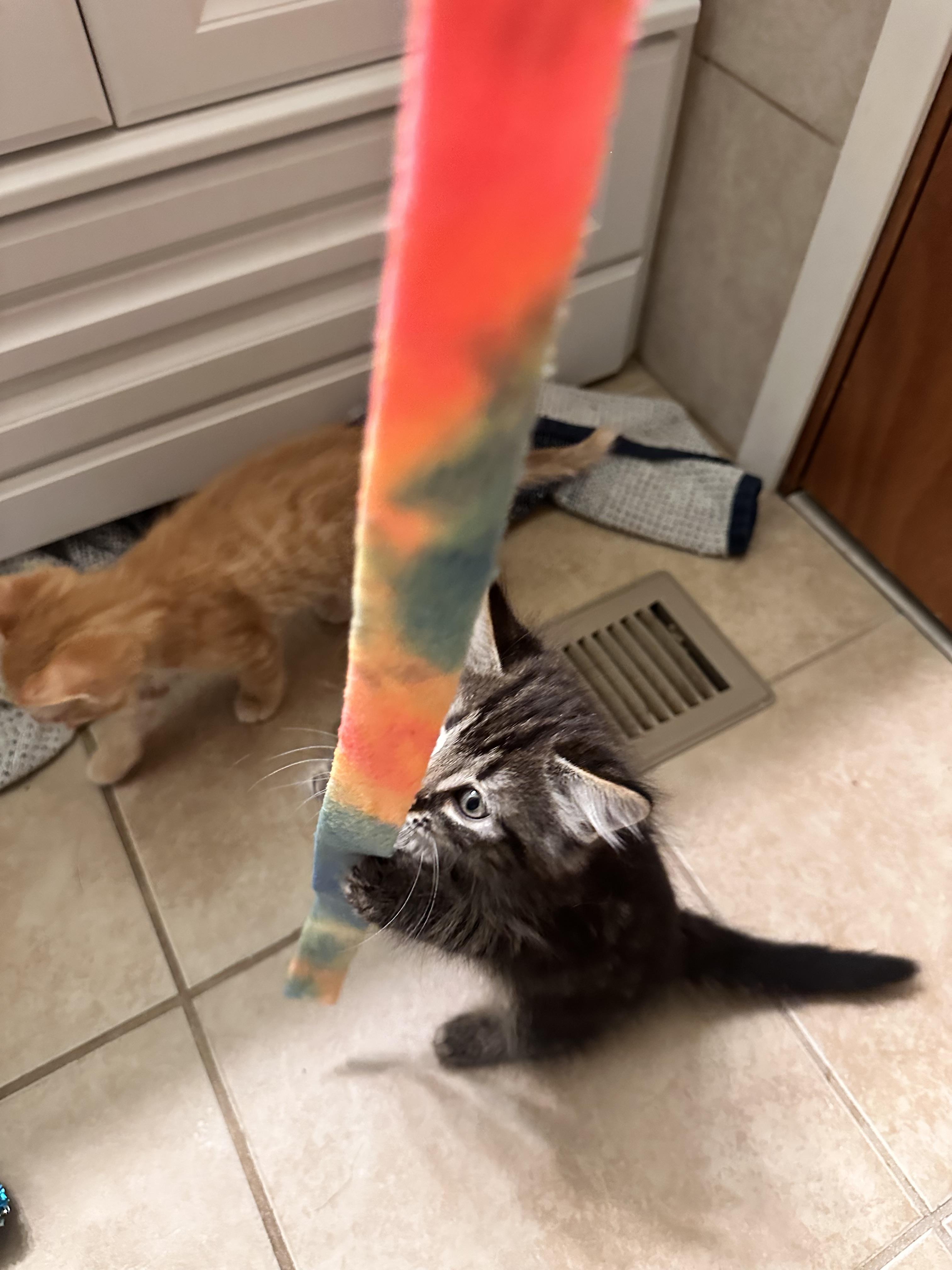 Enlarge Karino, a Adoptable Domestic Medium Hair in Kennewick, WA image 2/6