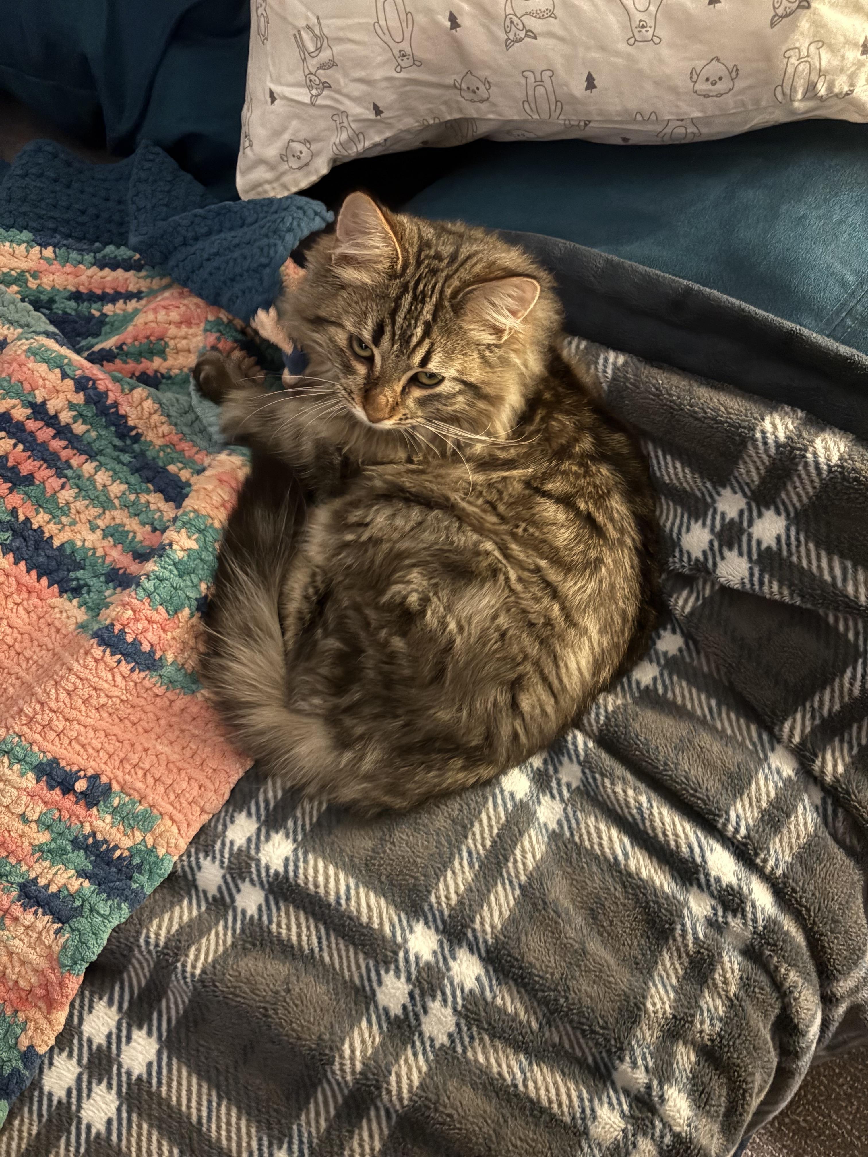 Enlarge Karino, a Adoptable Domestic Medium Hair in Kennewick, WA image 3/6