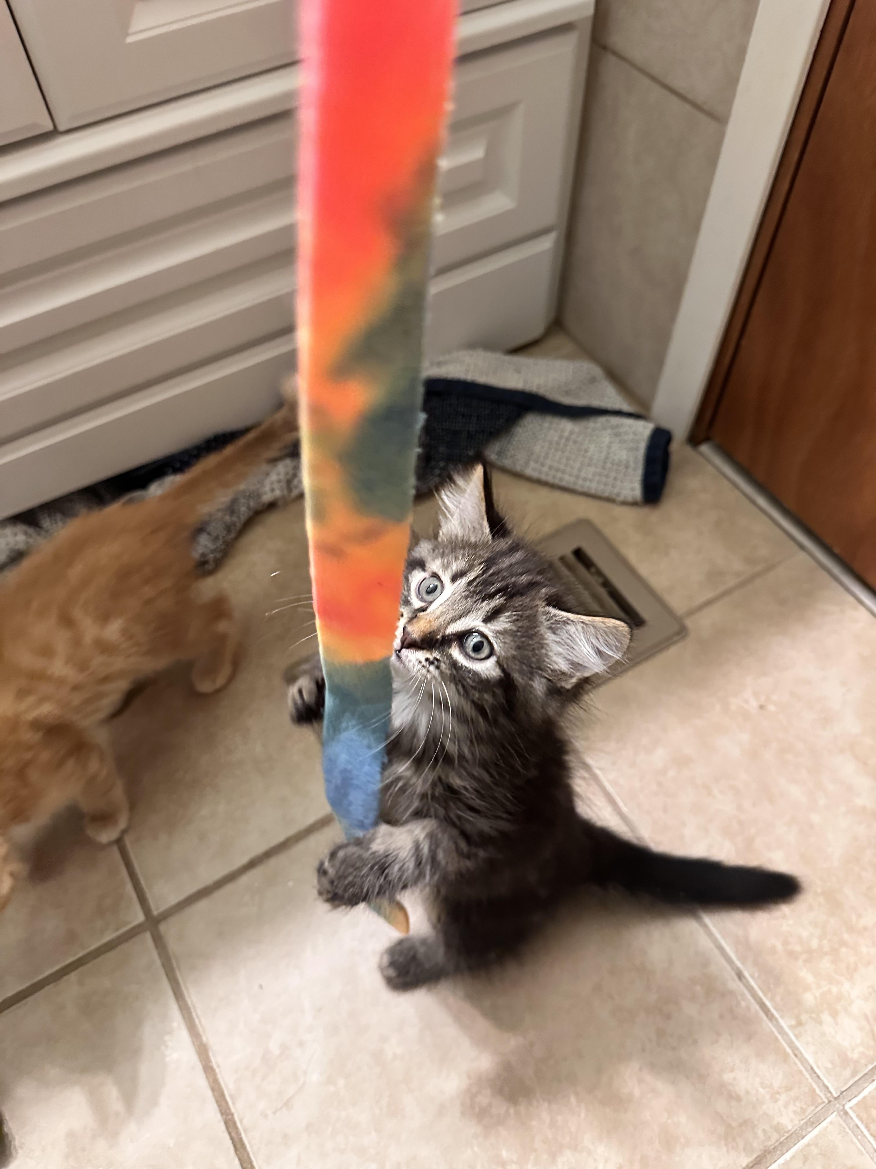 Enlarge Karino, a Adoptable Domestic Medium Hair in Kennewick, WA image 3/6