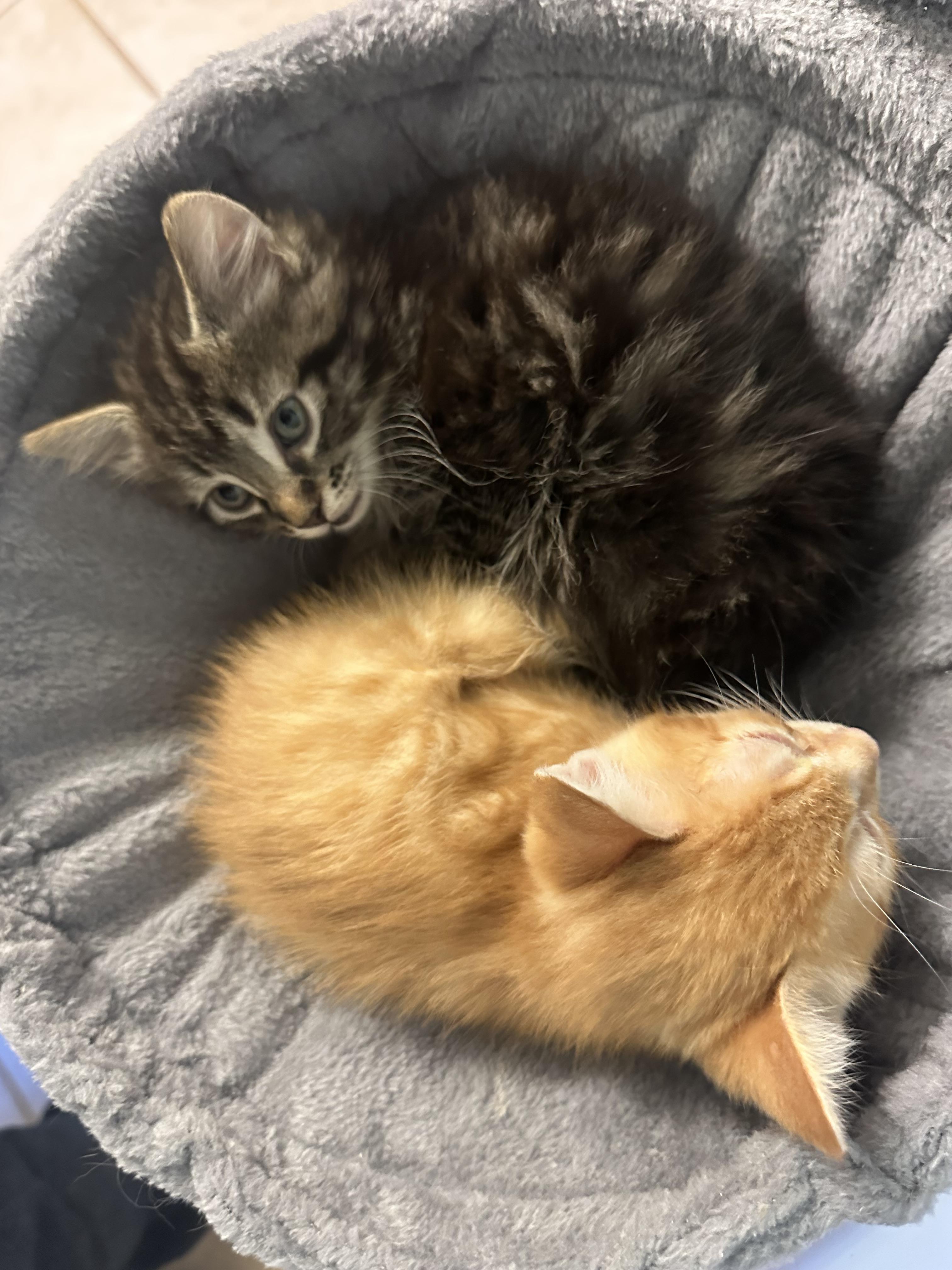 Enlarge Karino, a Adoptable Domestic Medium Hair in Kennewick, WA image 4/6