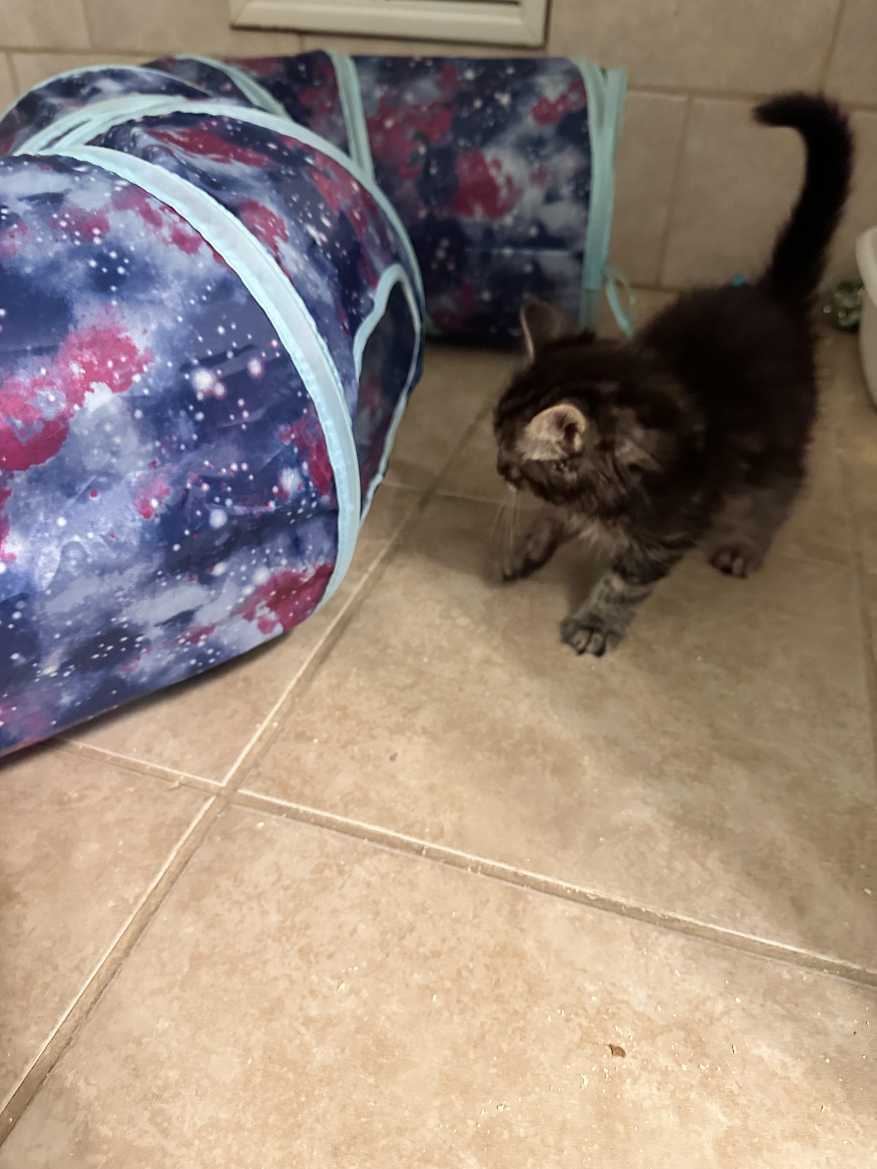 Enlarge Karino, a Adoptable Domestic Medium Hair in Kennewick, WA image 5/6