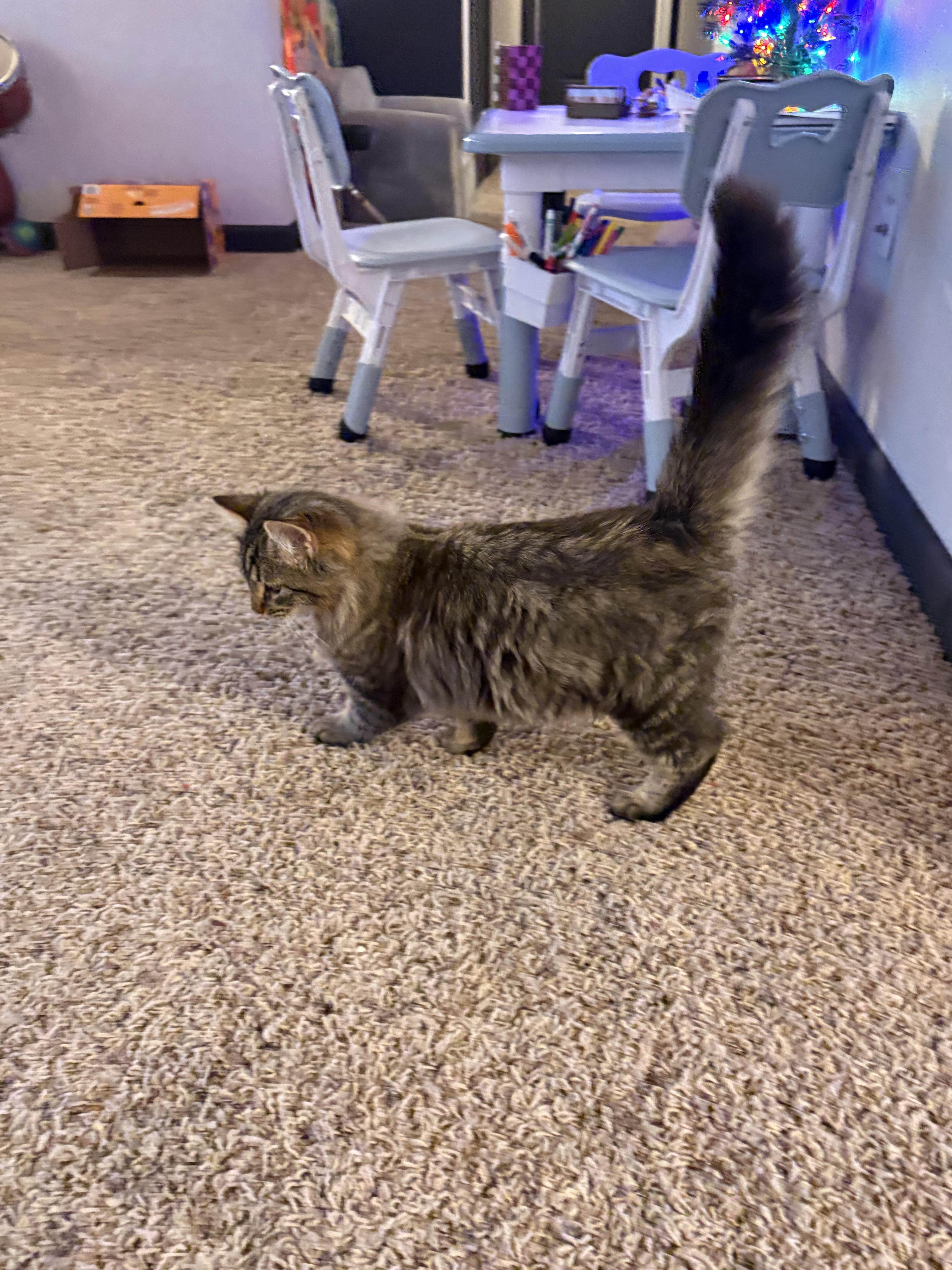 Enlarge Karino, a Adoptable Domestic Medium Hair in Kennewick, WA image 4/6