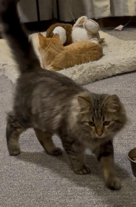 Enlarge Karino, a Adoptable Domestic Medium Hair in Kennewick, WA image 5/6