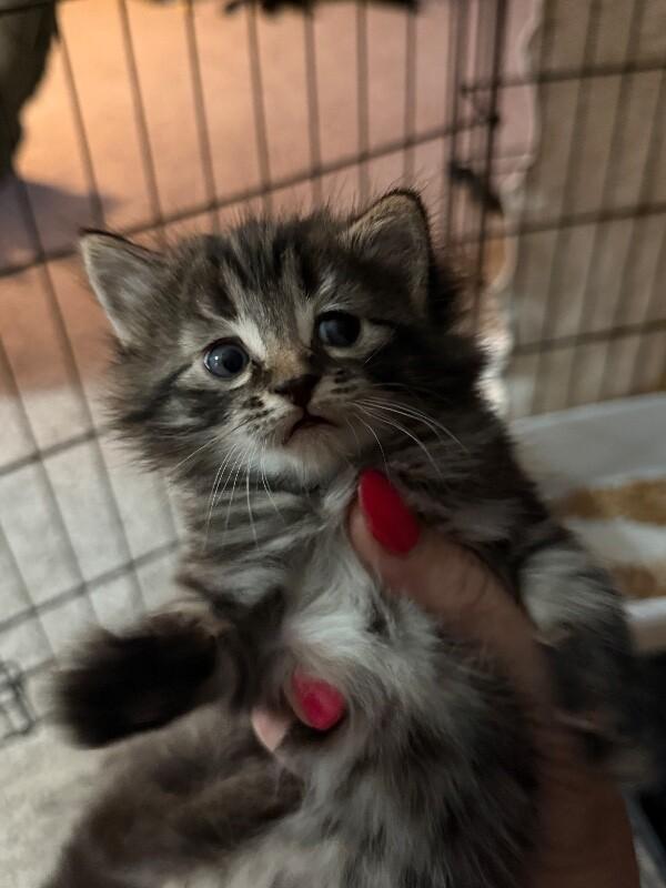 Enlarge Karino, a Adoptable Domestic Medium Hair in Kennewick, WA image 6/6