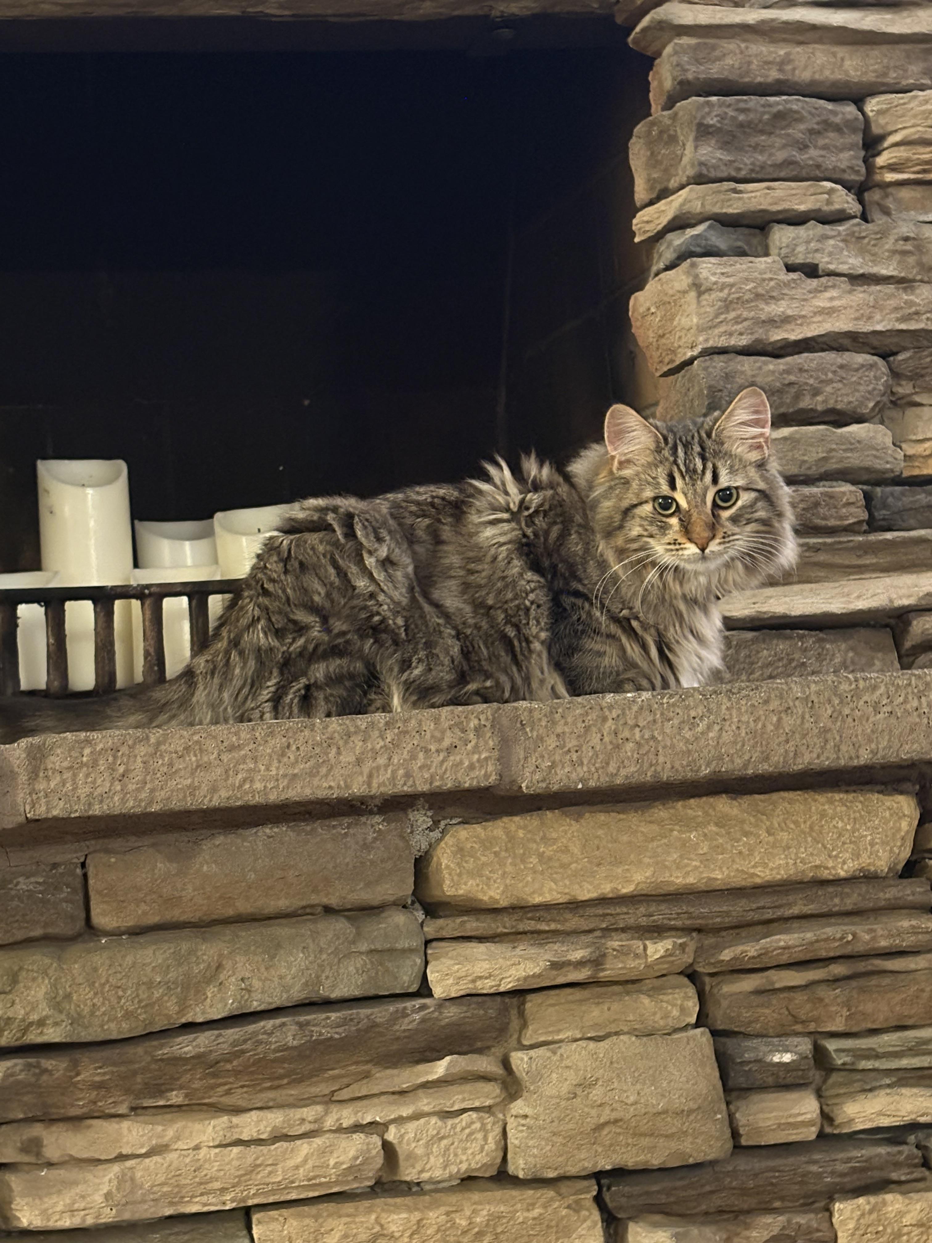 Enlarge Karino, a Adoptable Domestic Medium Hair in Kennewick, WA image 6/6