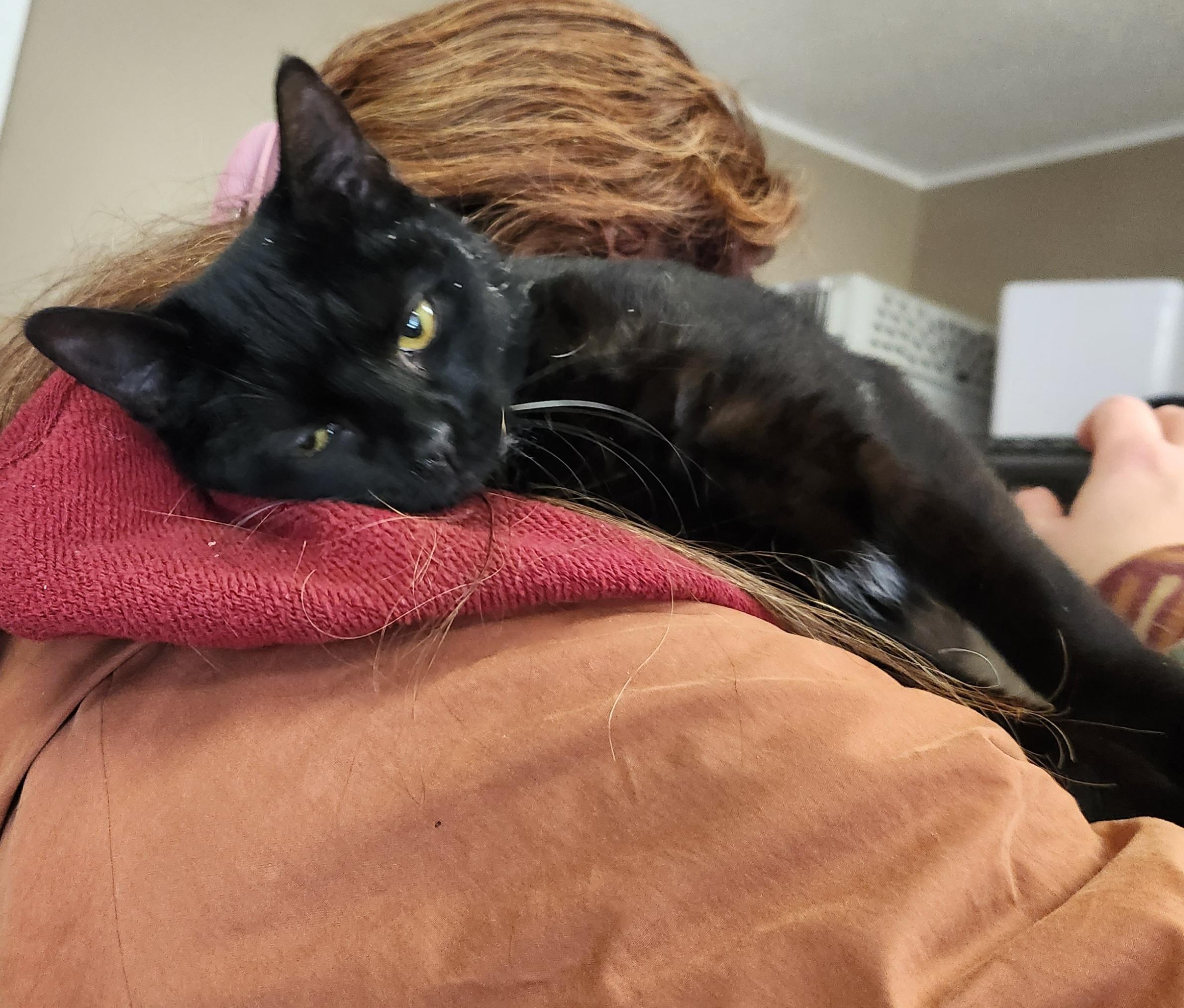 Arnold, adopted, Young Male Domestic Short Hair.