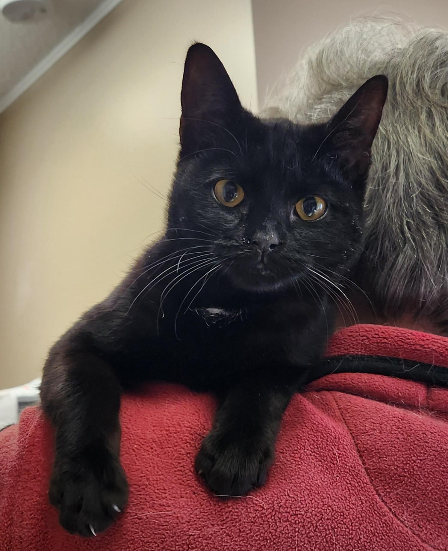 Enlarge  Arnold, an adopted Domestic Short Hair in Mansfield Center, CT image 2/4