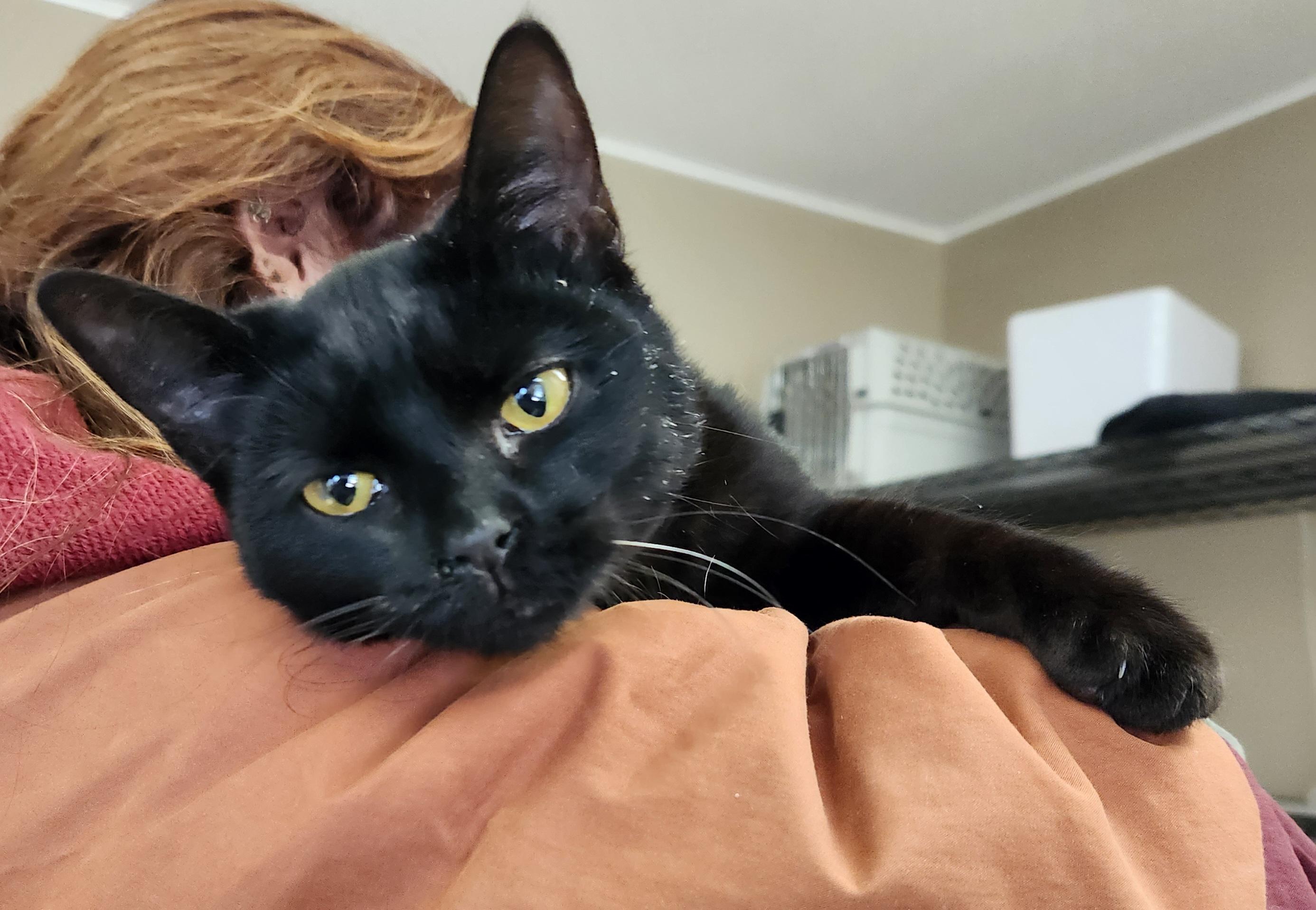 Enlarge  Arnold, an adopted Domestic Short Hair in Mansfield Center, CT image 3/4