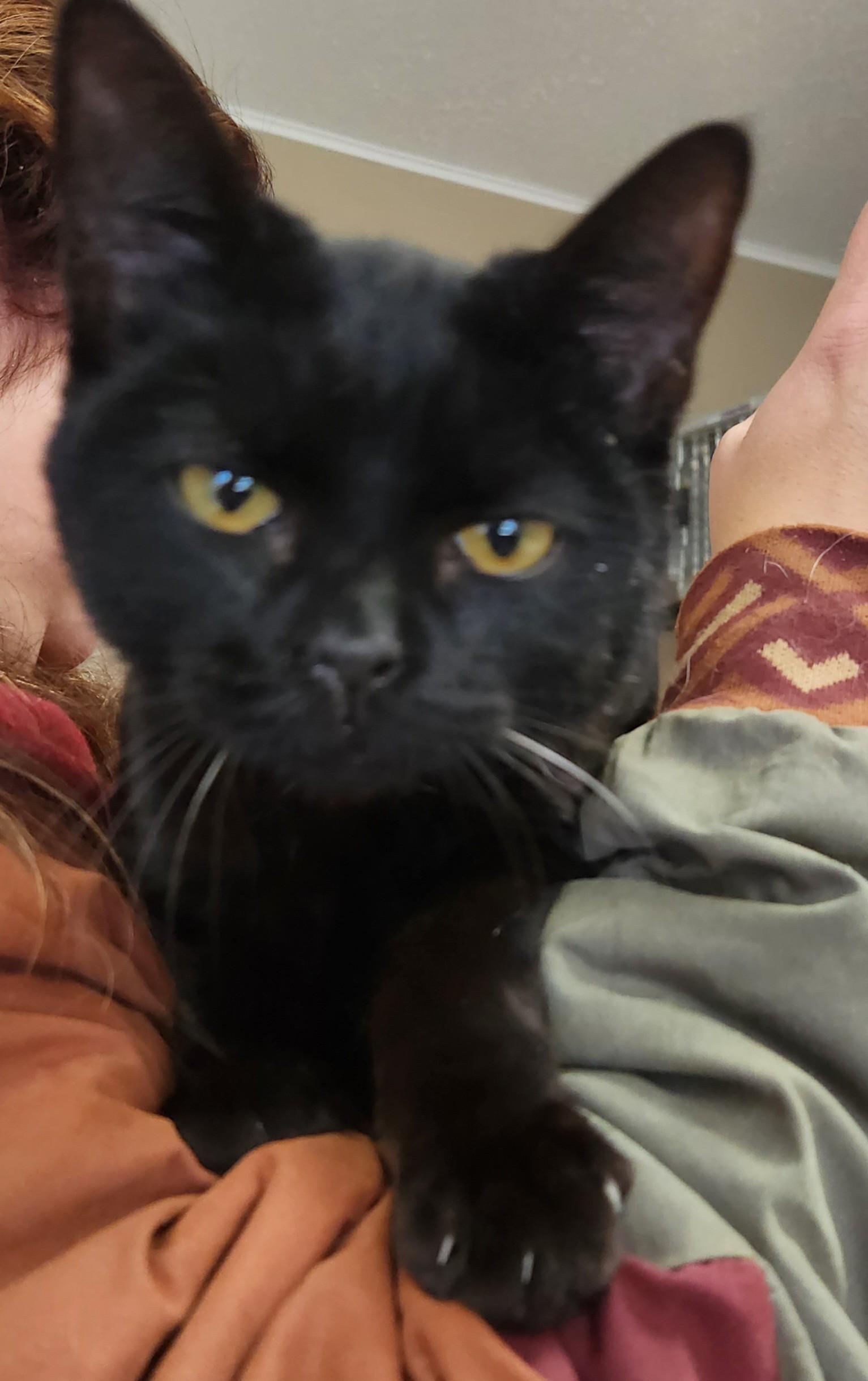 Enlarge  Arnold, an adopted Domestic Short Hair in Mansfield Center, CT image 4/4