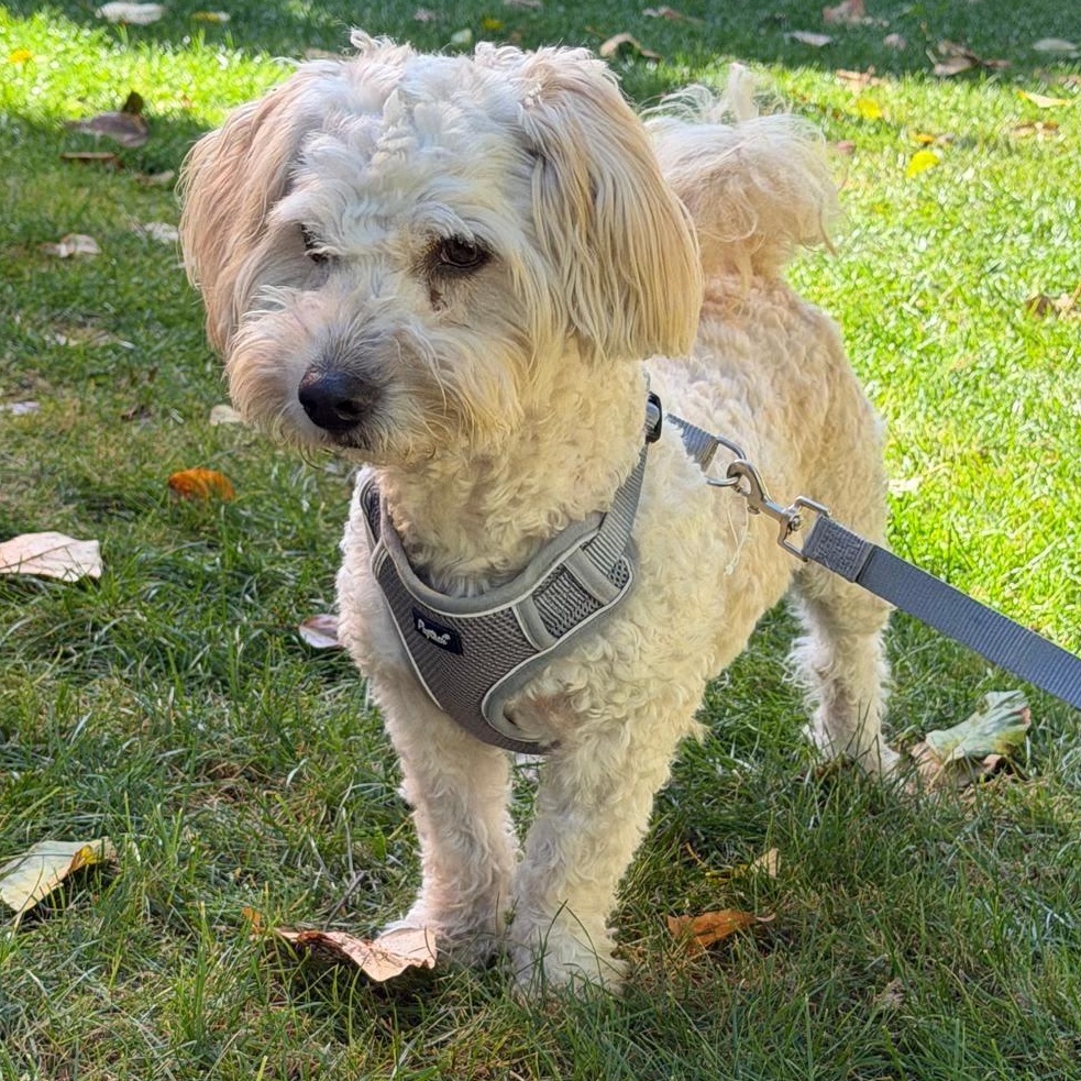 Enlarge Mr. Happy Buster, a Adoptable mixed breed in Vancouver, BC image 2/6