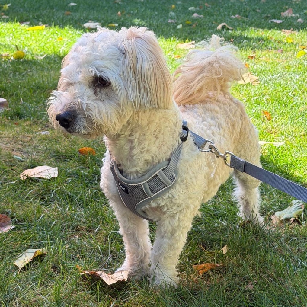 Enlarge Mr. Happy Buster, a Adoptable mixed breed in Vancouver, BC image 5/6