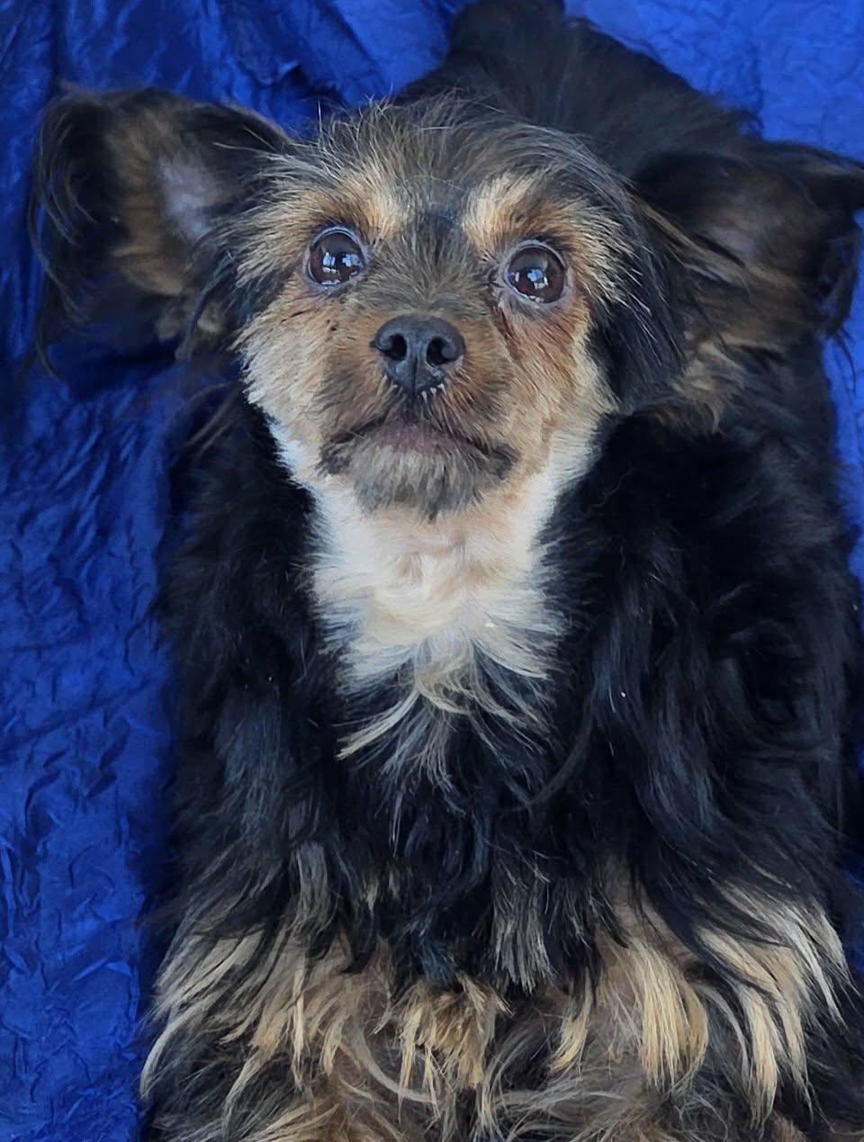 Enlarge Pepita, a Adopted Yorkshire Terrier in Cuba, NY image 2/2