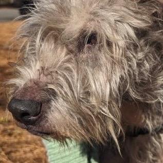 Enlarge Fiji, a Adoptable mixed breed in Cartersville, GA image 1/4