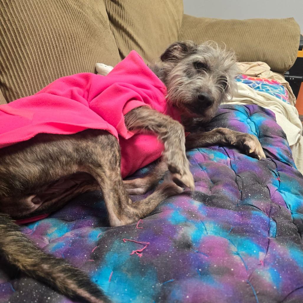 Enlarge Fiji, a Adoptable mixed breed in Cartersville, GA image 2/4